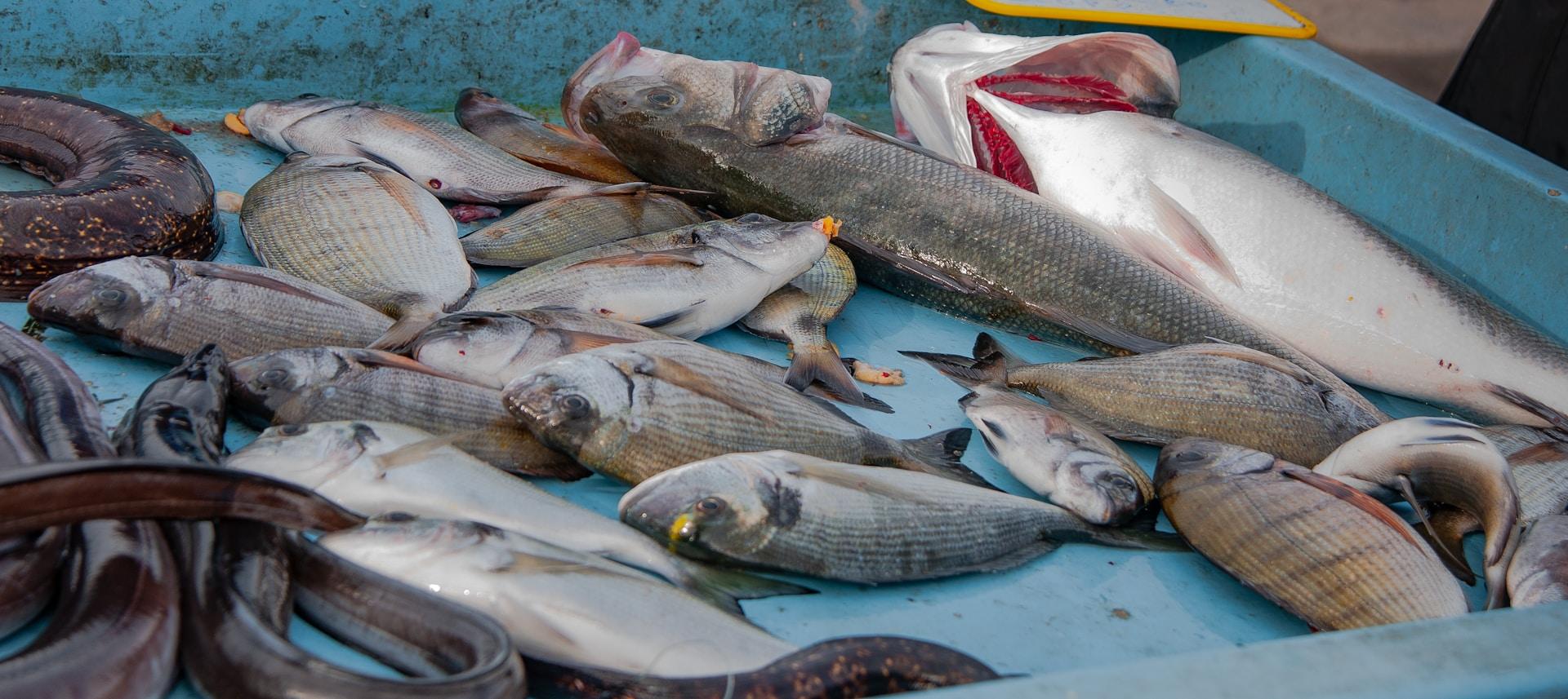 Pescado en la dieta