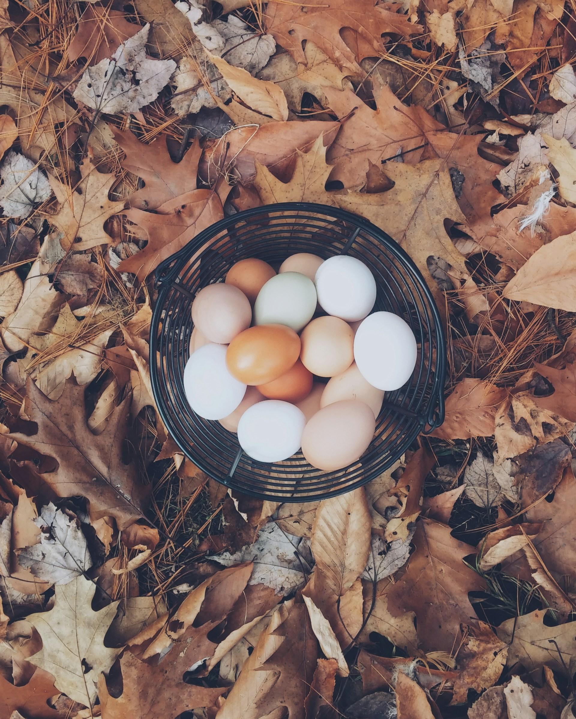 Huevos y salmonella