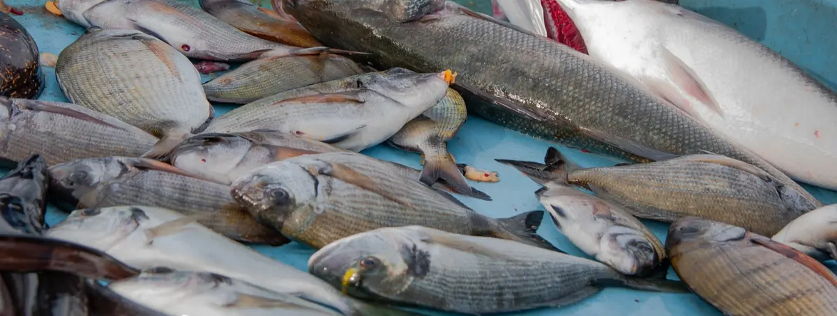 El pescado más malo que puedes comparar en el supermercado