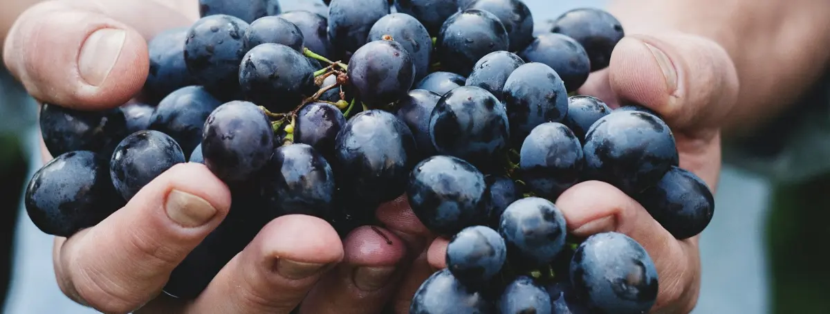 ¿Sufres colesterol alto? Comidas imprescindibles para bajarlo