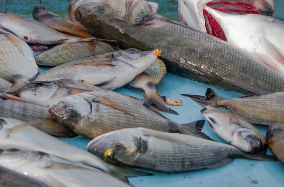 El pescado más malo que puedes comparar en el supermercado